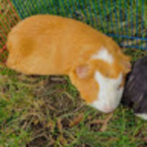 Meet your Posher, Alex